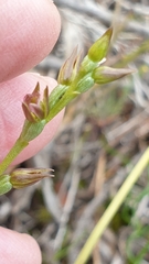 Prasophyllum fitzgeraldii