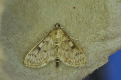 Herpetogramma aquilonalis