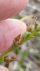 Prasophyllum fitzgeraldii