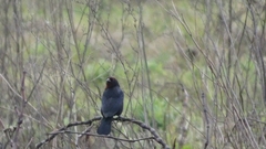 Chrysomus ruficapillus