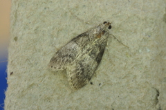 Pococera asperatella