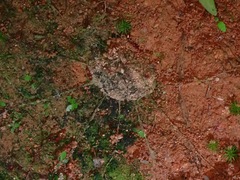 Liphistius malayanus