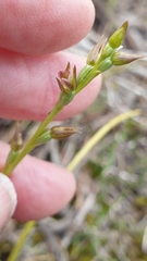 Prasophyllum fitzgeraldii