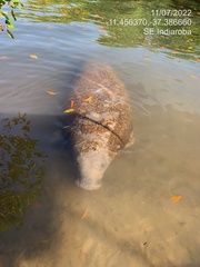 Trichechus manatus