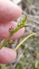 Prasophyllum fitzgeraldii