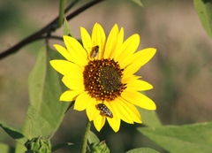 Acmaeodera disjuncta