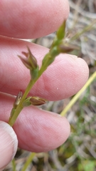 Prasophyllum fitzgeraldii