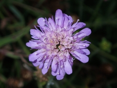 Knautia