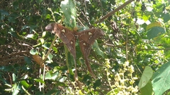 Coscinocera hercules