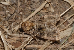 Callopistria latreillei
