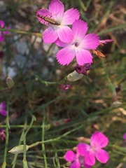 Dianthus lusitanus