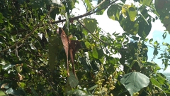 Coscinocera hercules