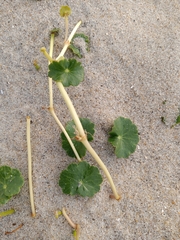 Apiales