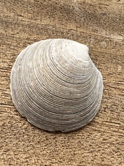 Dosinia exoleta