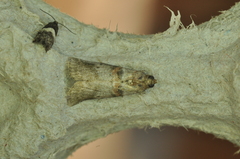 Acrobasis