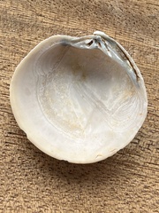 Dosinia exoleta