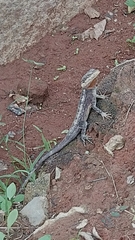 Psammophilus dorsalis