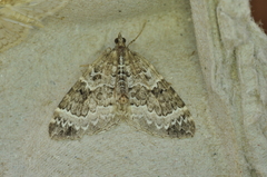 Eulithis explanata