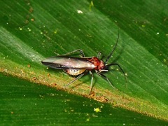 Psocidae