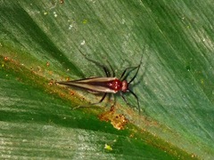 Psocidae