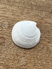 Dosinia exoleta