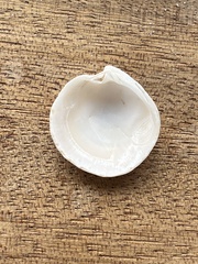 Dosinia exoleta