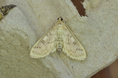 Herpetogramma aquilonalis