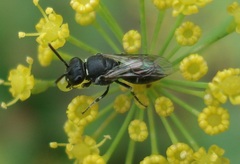 Hylaeus punctatus