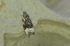 Apotomis capreana
