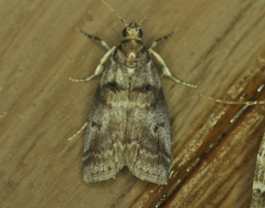 Acrobasis