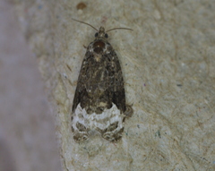 Apotomis capreana