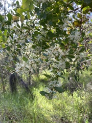 Hakea prostrata