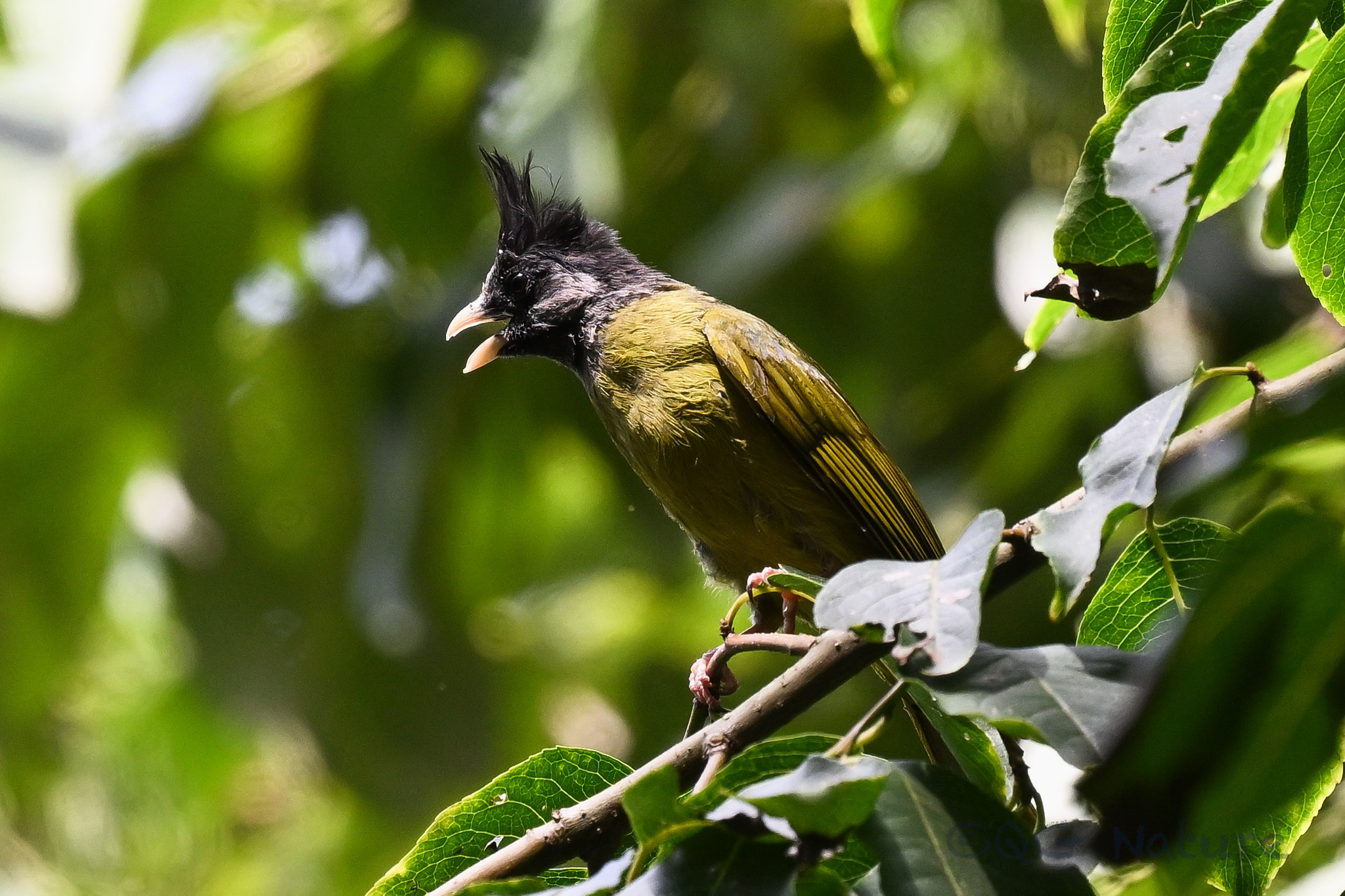 Crested Finchbill