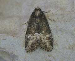 Neoligia subjuncta