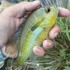 Lepomis auritus