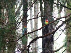 Platycercus eximius eximius