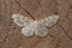 Idaea moniliata