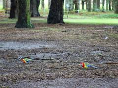 Platycercus eximius eximius