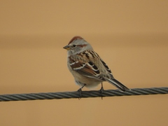 Spizelloides arborea