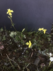 Goodenia pinnatifida