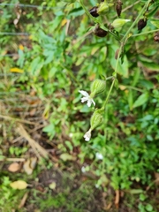 Silene latifolia