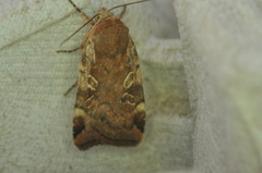Cryptocala acadiensis