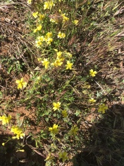 Goodenia pinnatifida