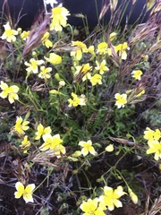 Goodenia pinnatifida