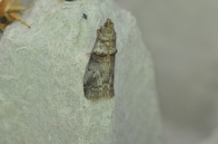 Acrobasis