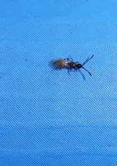 Diapriinae