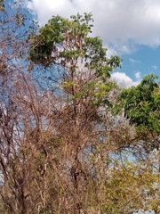 Fernandoa madagascariensis