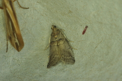 Acrobasis