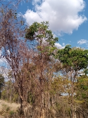 Fernandoa madagascariensis
