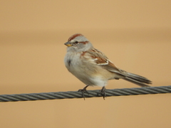 Spizelloides arborea